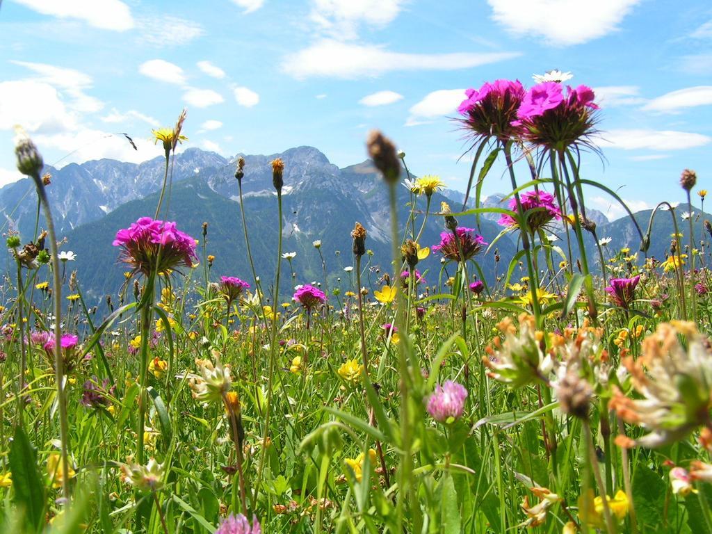 Gasthof Zum Loewen Sankt Jakob im Lesachtal Exteriör bild