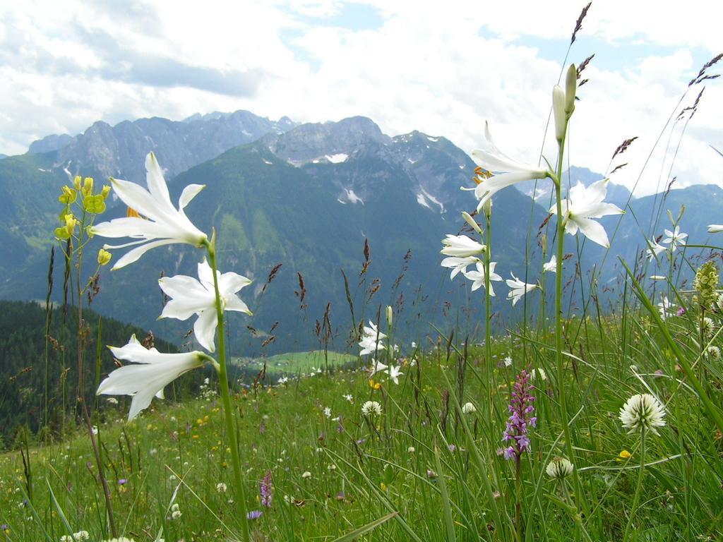 Gasthof Zum Loewen Sankt Jakob im Lesachtal Exteriör bild